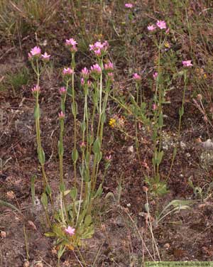 Flockarun, Centaurium erythraea